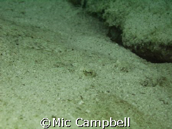 if you dont think this is an amazing camo picture then yo... by Mic Campbell 